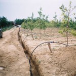 Fotografije instaliranih sistema kap po kap - Neštin Jun 2007.